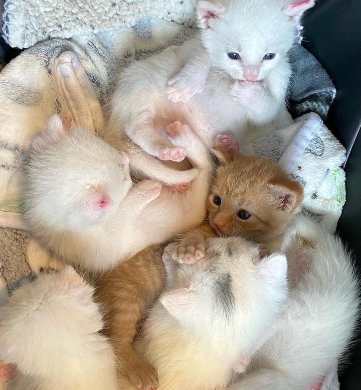 orange tabby kitten, white fluffy kittens